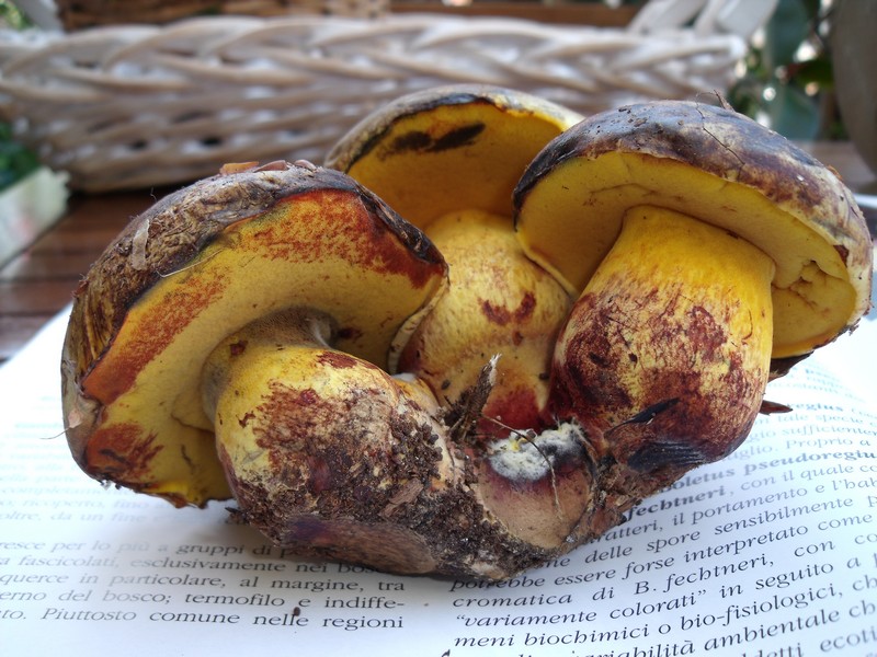 Boletus pseudoregius ?